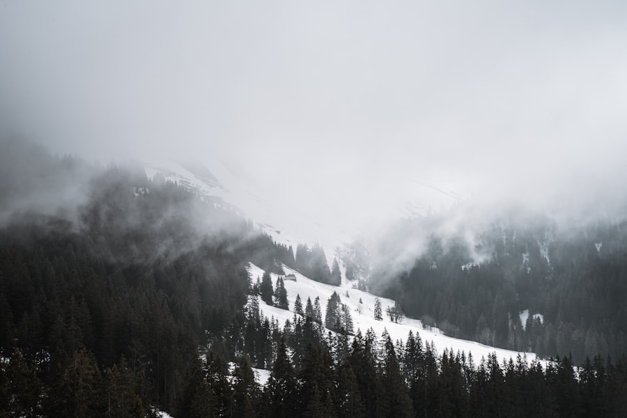 Snow-dusted pines above Auli